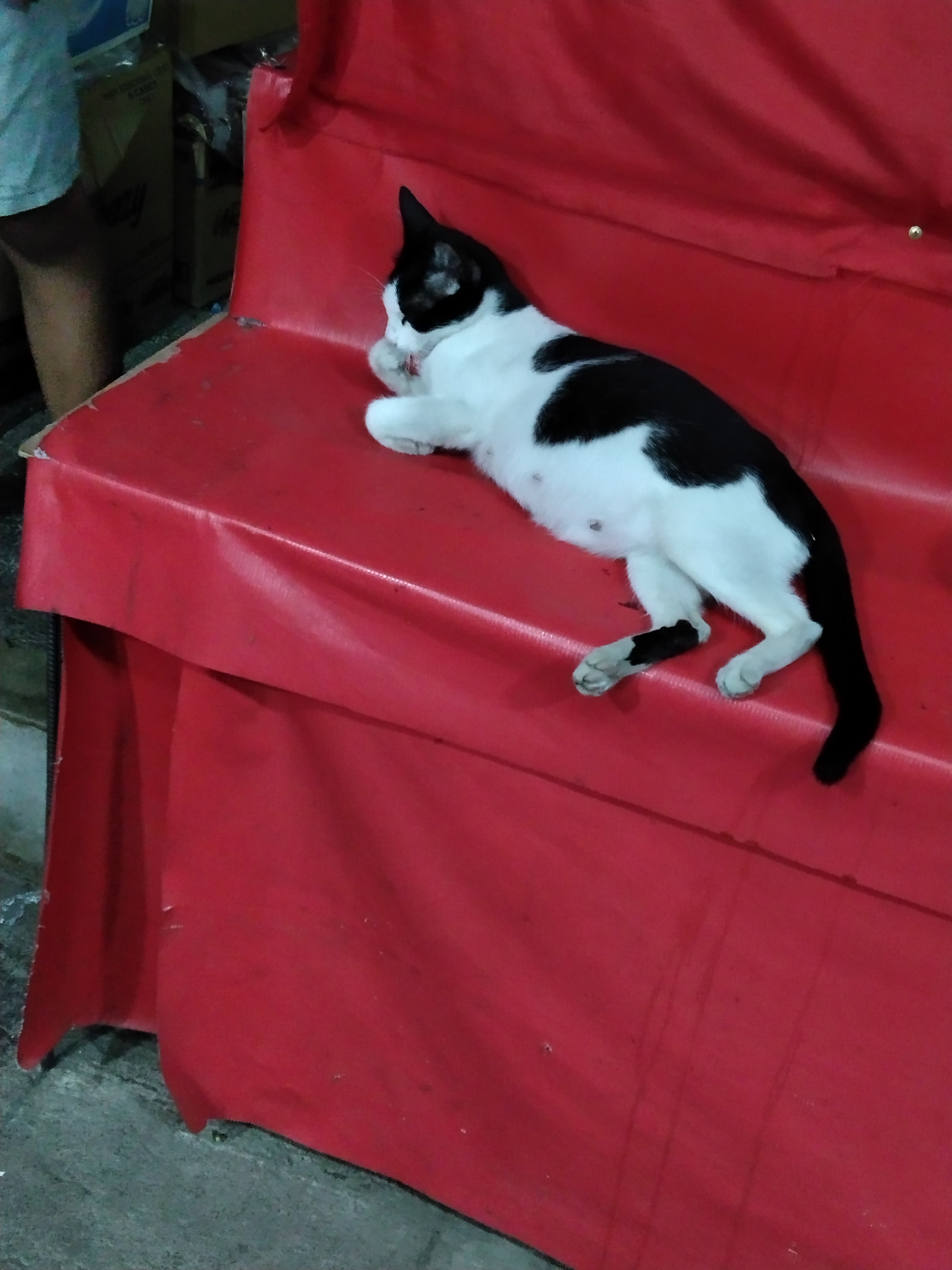 Catto